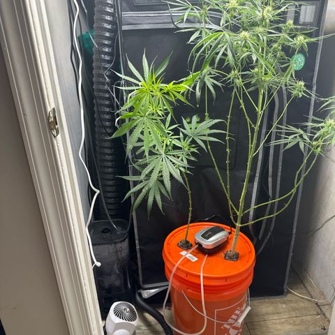Unknown strain growlog timeline photo