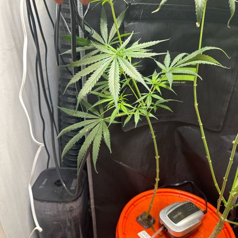 Unknown strain growlog timeline photo