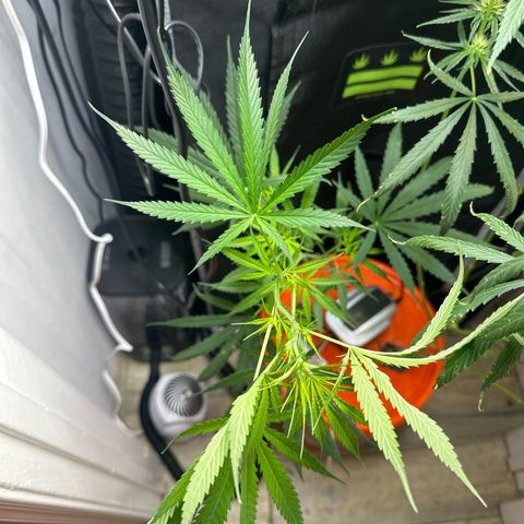 Unknown strain growlog timeline photo