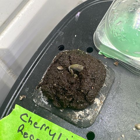 Cherry Lime Reserve growlog timeline photo