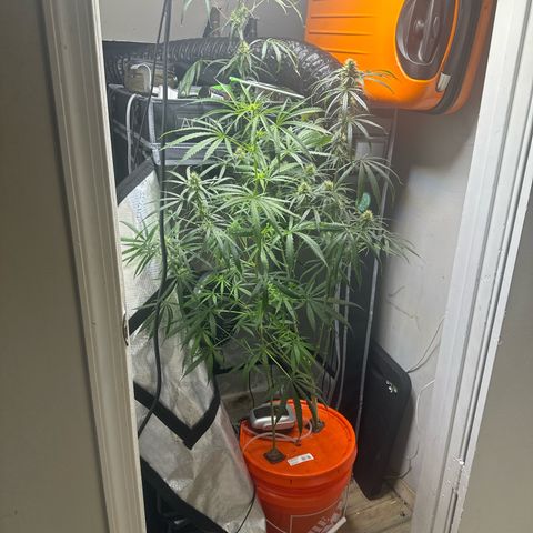 Unknown strain growlog timeline photo