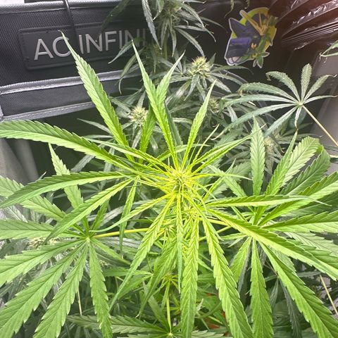 Unknown strain growlog timeline photo