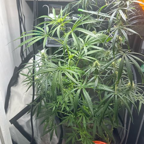 Unknown strain growlog timeline photo