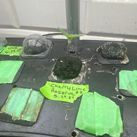 Cherry Lime Reserve growlog timeline photo