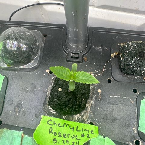 Cherry Lime Reserve growlog timeline photo