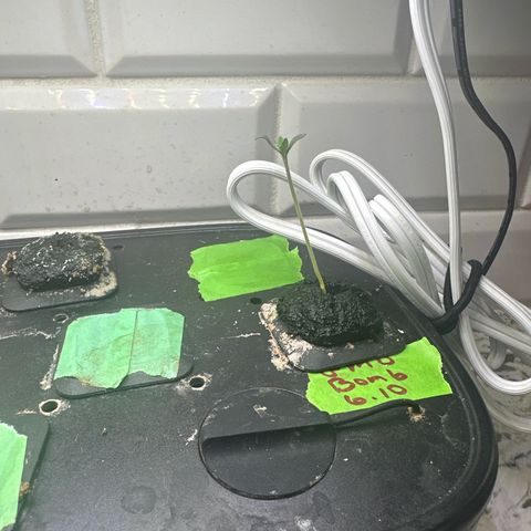 GMO Bomb growlog timeline photo