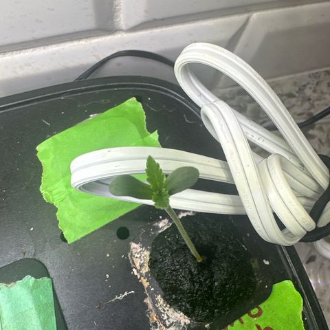 GMO Bomb growlog timeline photo