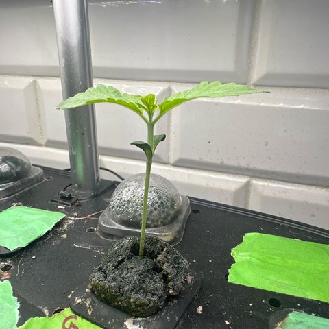 GMO Bomb growlog timeline photo