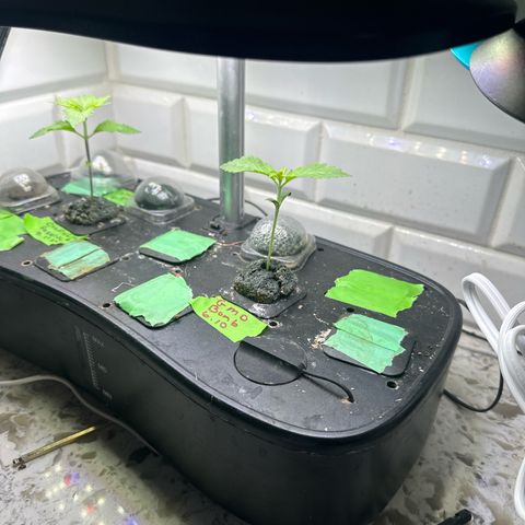 GMO Bomb growlog timeline photo
