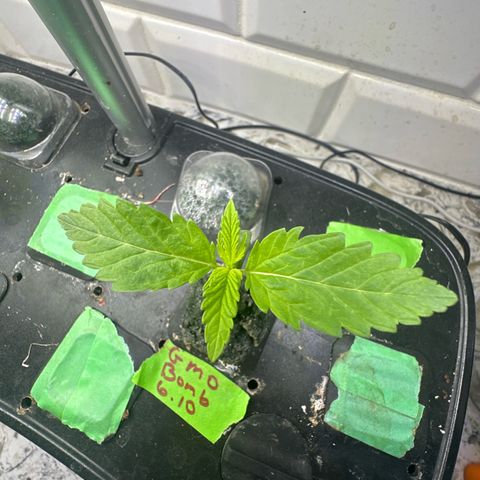 GMO Bomb growlog timeline photo