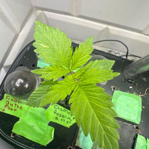 Cherry Lime Reserve growlog timeline photo