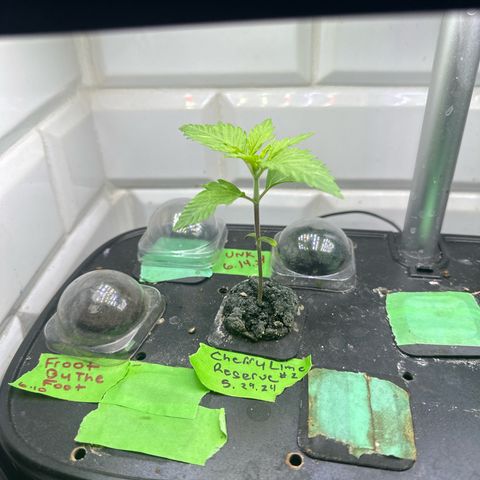 Cherry Lime Reserve growlog timeline photo