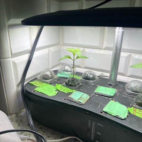 Cherry Lime Reserve growlog timeline photo