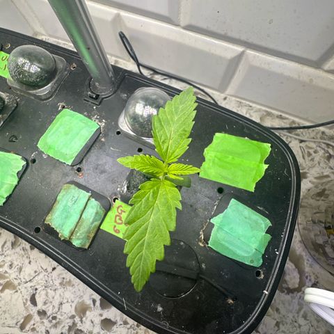 GMO Bomb growlog timeline photo