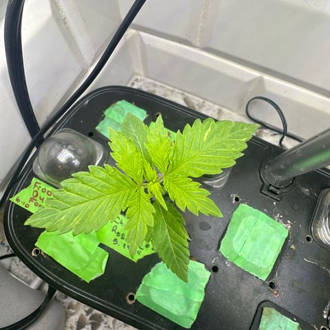 Cherry Lime Reserve growlog timeline photo