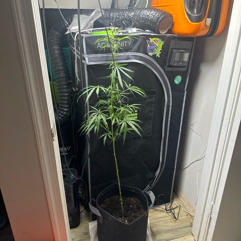 Unknown strain growlog timeline photo