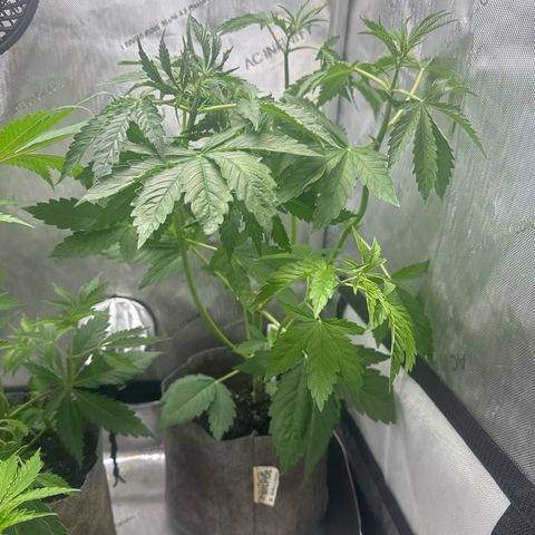 GMO Bomb growlog timeline photo
