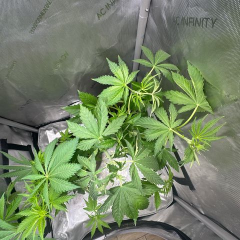 GMO Bomb growlog timeline photo