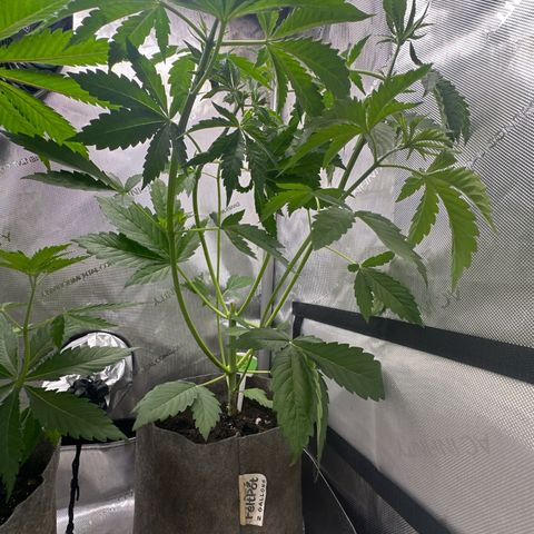 GMO Bomb growlog timeline photo