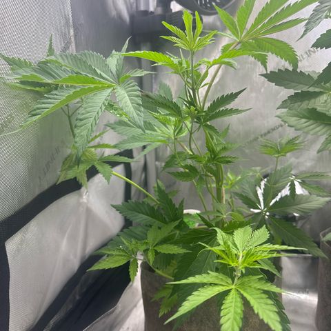 Cherry Lime Reserve growlog timeline photo