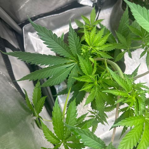 Cherry Lime Reserve growlog timeline photo
