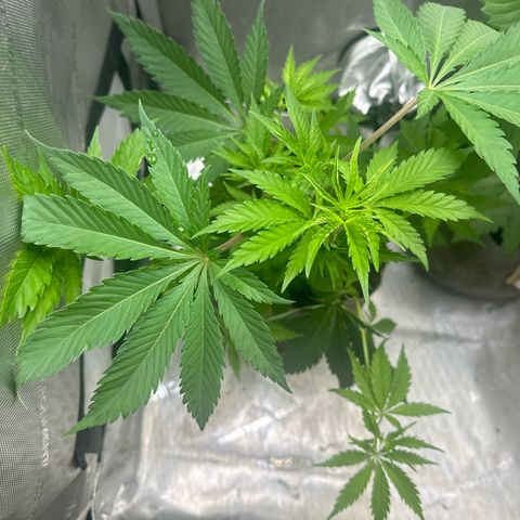Cherry Lime Reserve growlog timeline photo