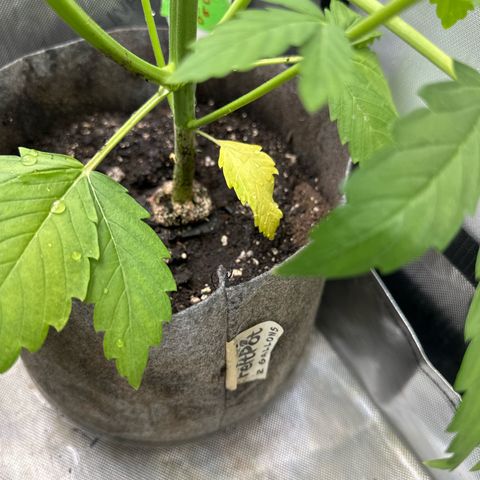 GMO Bomb growlog photo: Looks to have yellow stems and the first true leaves turned yellow. Watered with 1300 ppm nutes