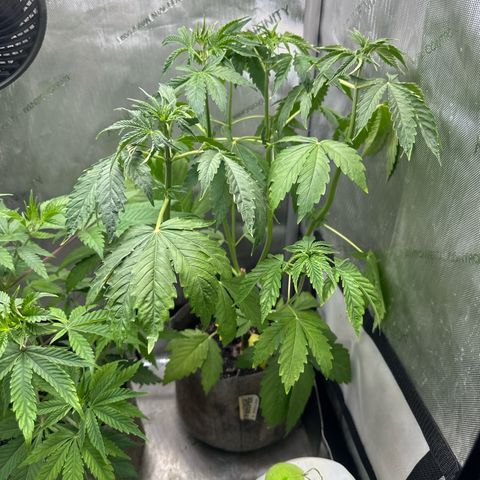 GMO Bomb growlog photo: Looks to have yellow stems and the first true leaves turned yellow. Watered with 1300 ppm nutes