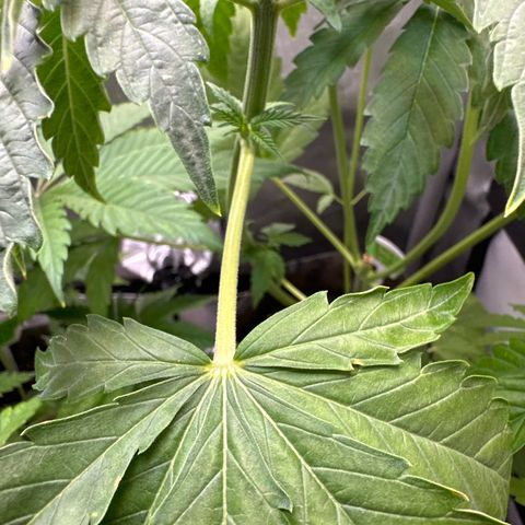 GMO Bomb growlog photo: Looks to have yellow stems and the first true leaves turned yellow. Watered with 1300 ppm nutes