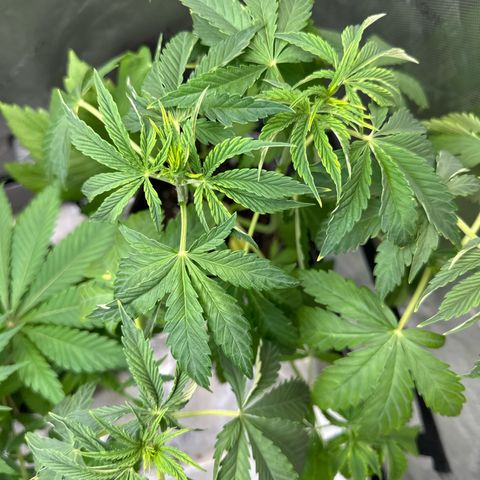 GMO Bomb growlog photo: Looks to have yellow stems and the first true leaves turned yellow. Watered with 1300 ppm nutes