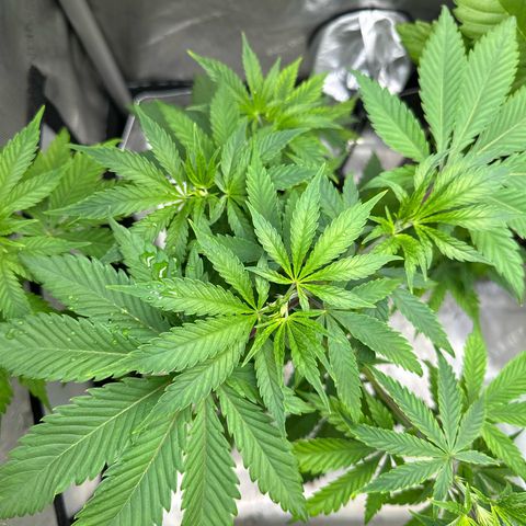 Cherry Lime Reserve growlog timeline photo