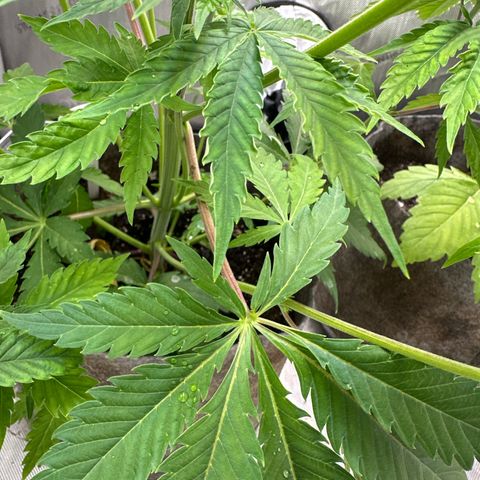Cherry Lime Reserve growlog timeline photo