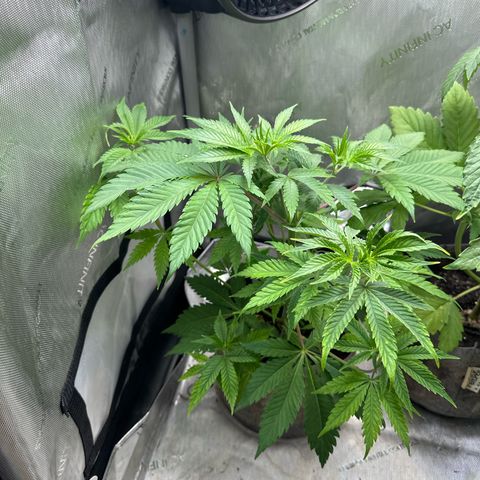 Cherry Lime Reserve growlog timeline photo
