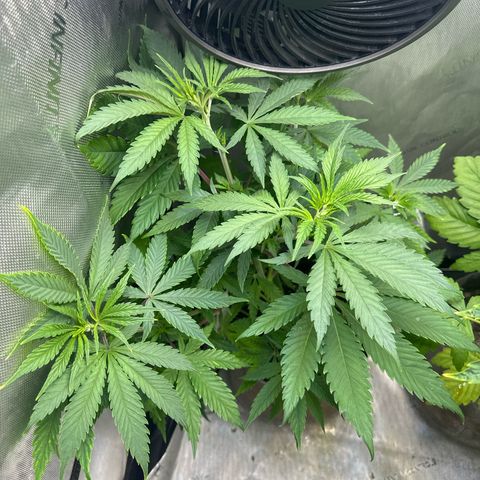 Cherry Lime Reserve growlog timeline photo
