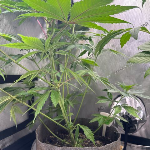 Cherry Lime Reserve growlog timeline photo