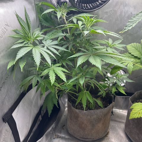 Cherry Lime Reserve growlog timeline photo