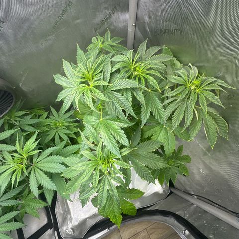 GMO Bomb growlog timeline photo