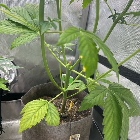 GMO Bomb growlog timeline photo