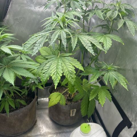 GMO Bomb growlog timeline photo
