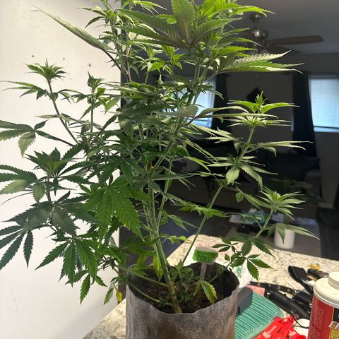 Cherry Lime Reserve growlog timeline photo
