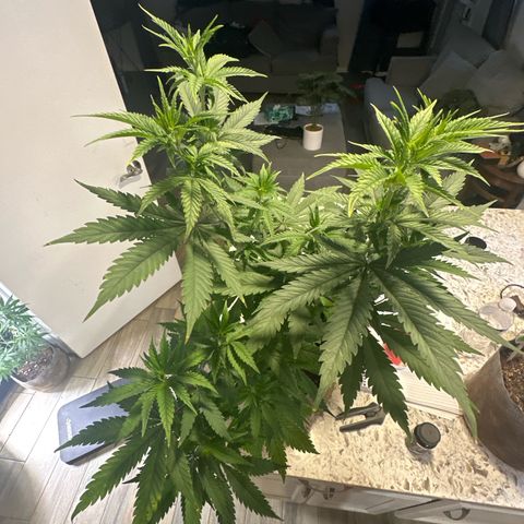 Cherry Lime Reserve growlog timeline photo