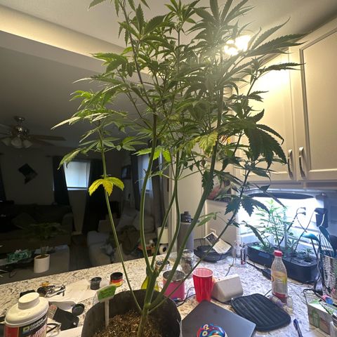 GMO Bomb growlog timeline photo