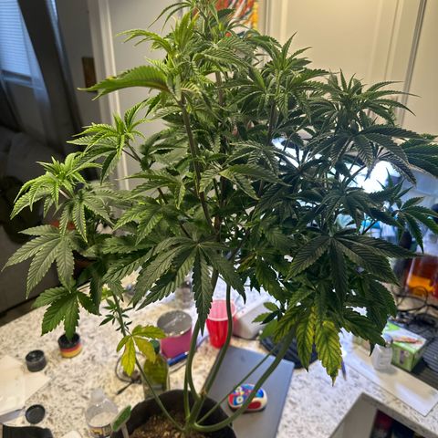 GMO Bomb growlog timeline photo