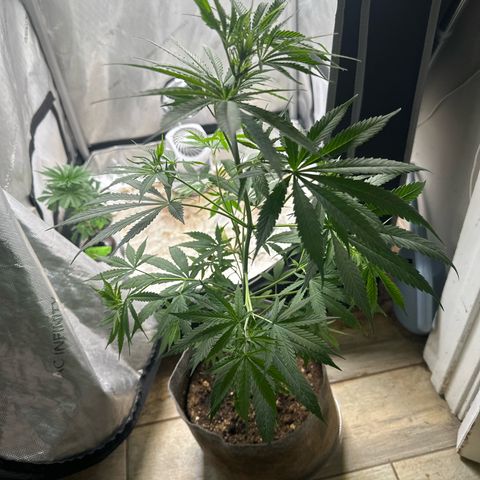 Unknown strain growlog timeline photo