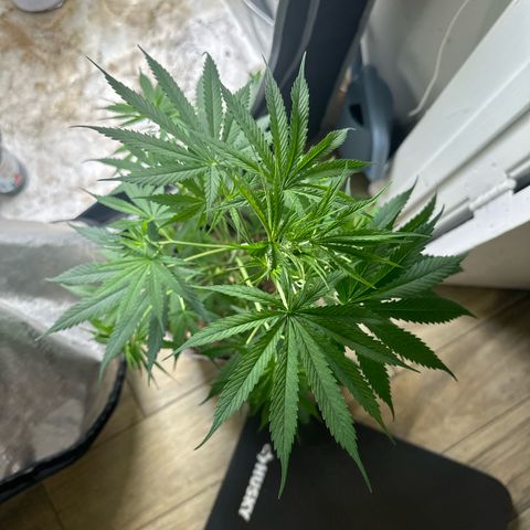 Unknown strain growlog timeline photo