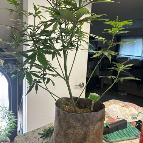 Cherry Lime Reserve growlog photo: After lollipop 