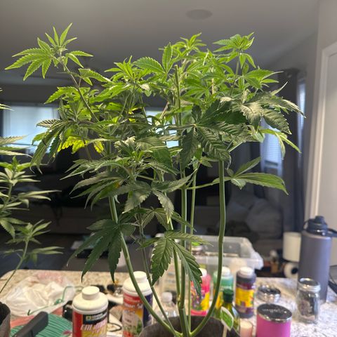 GMO Bomb growlog photo: After taking 6 tops
