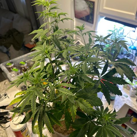 GMO Bomb growlog photo: After taking 6 tops