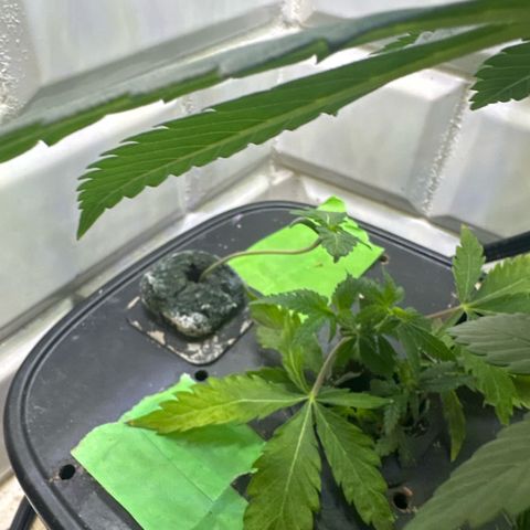 Night Owl’s Chem ‘N’ Kush growlog timeline photo