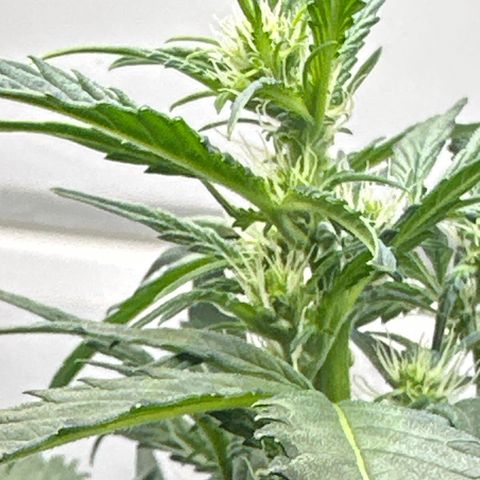 Froot by the Foot growlog timeline photo